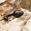 dare wenge butt plug - Wenge